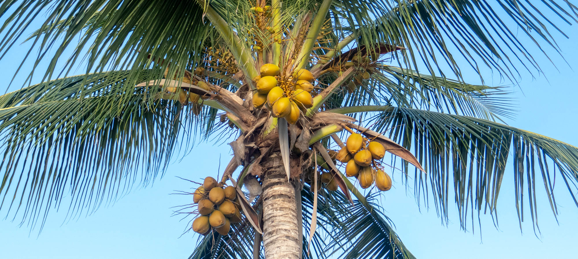 Christmas in Barbados
